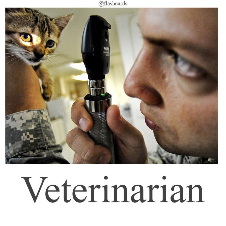 Veterinarian.jpg