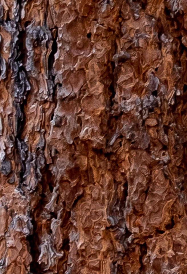 Ponderosa Pine Bark.jpg