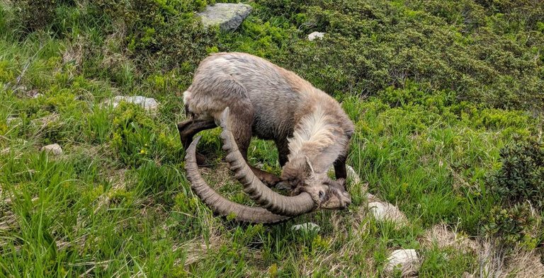 alpine-ibex-boss.jpg