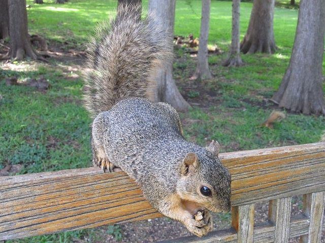 squirrel-388864__480.jpg