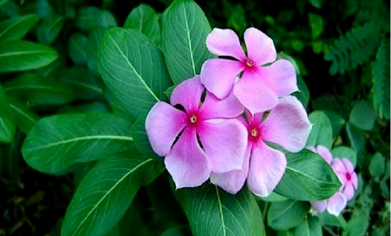 flowers (2).png