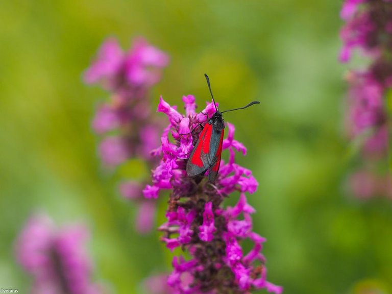 red black butterfly 1.jpg