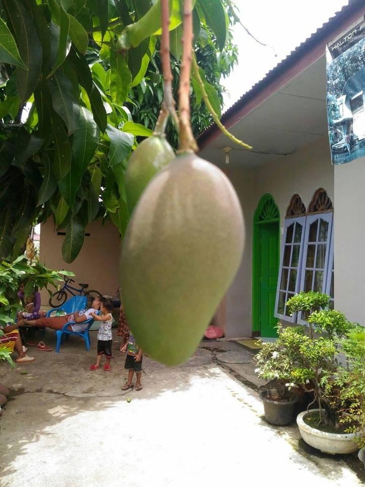 mangga ku.jpg