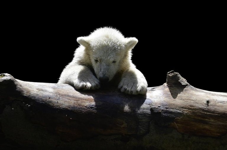 polar-bear-1294563_1280.jpg