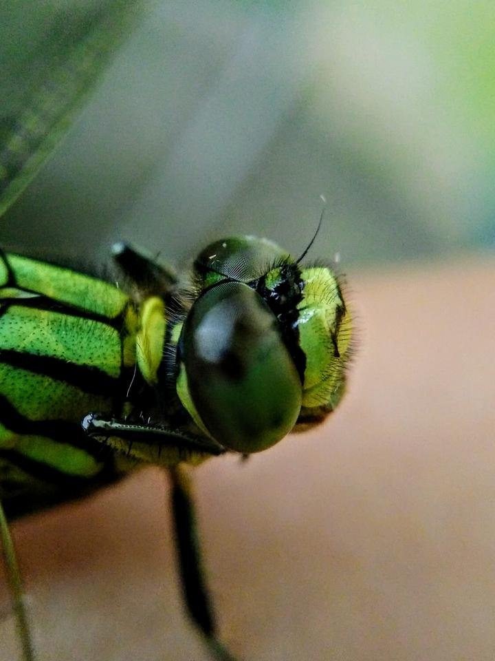 DSC_1212.JPG