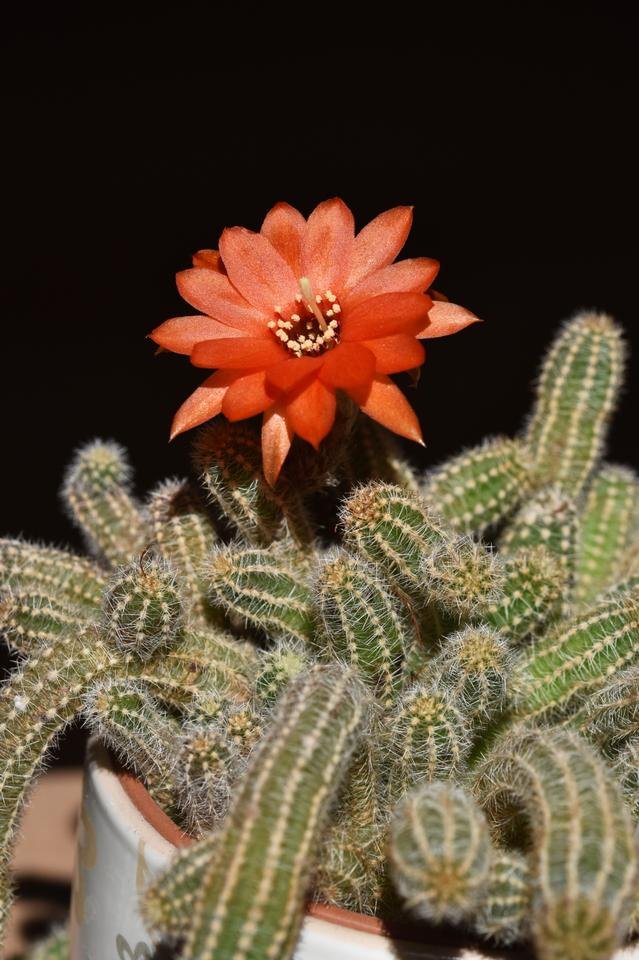 Chamaecereus silvestrii long flower 3.jpg