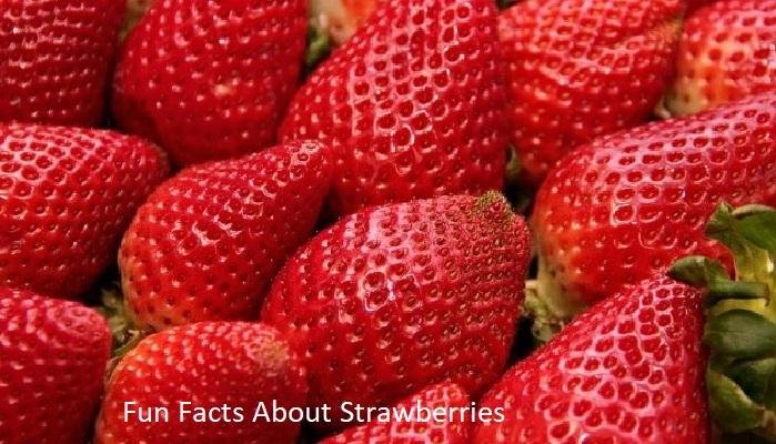 Fun Facts About Strawberries.jpg