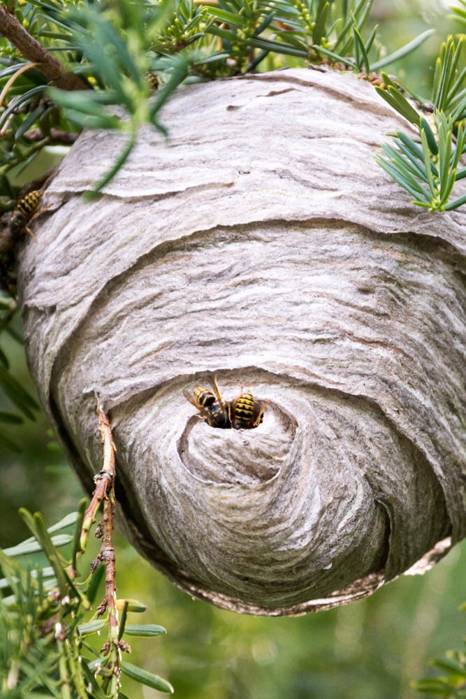 Bee Hive