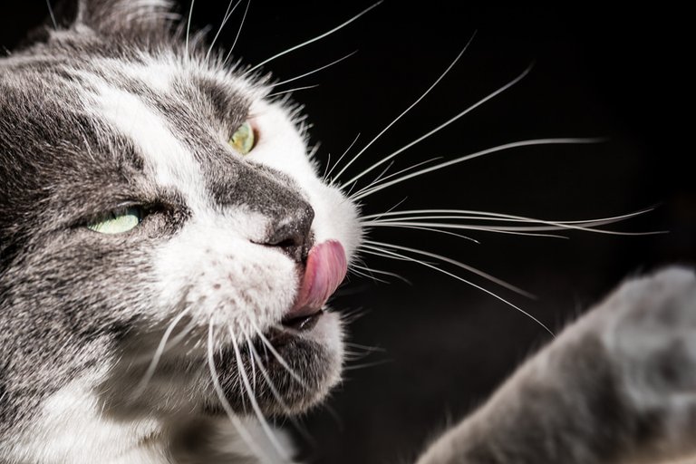 Houdini licking his lips while preparing to attack a ribbon