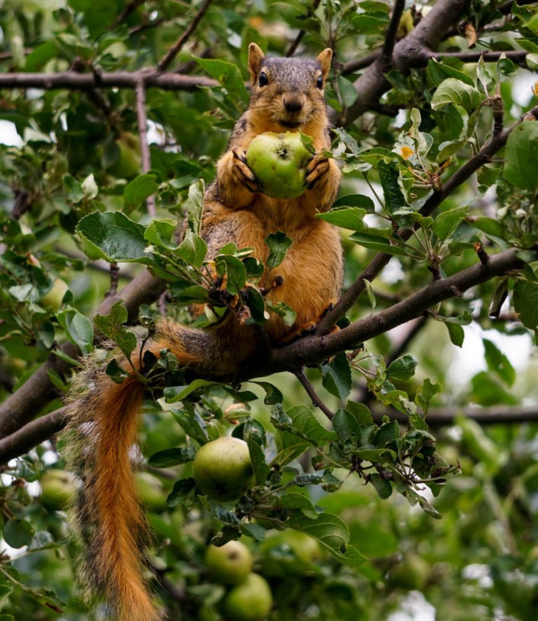 Squirrel eating a crab apple