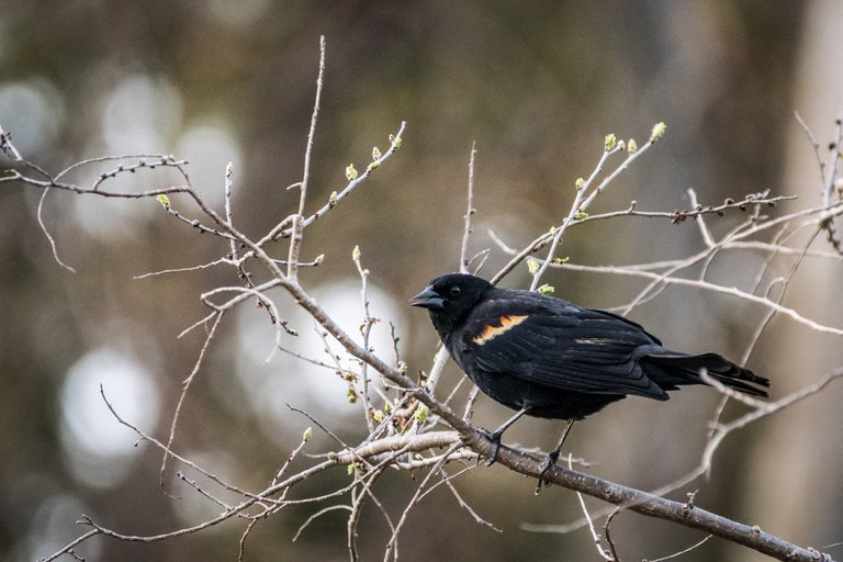 Red Wing Blackbird