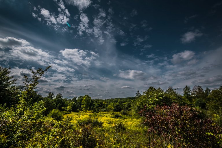 Park Landscape