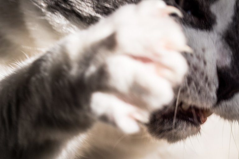 A close up of Houdini's paw mid-attack