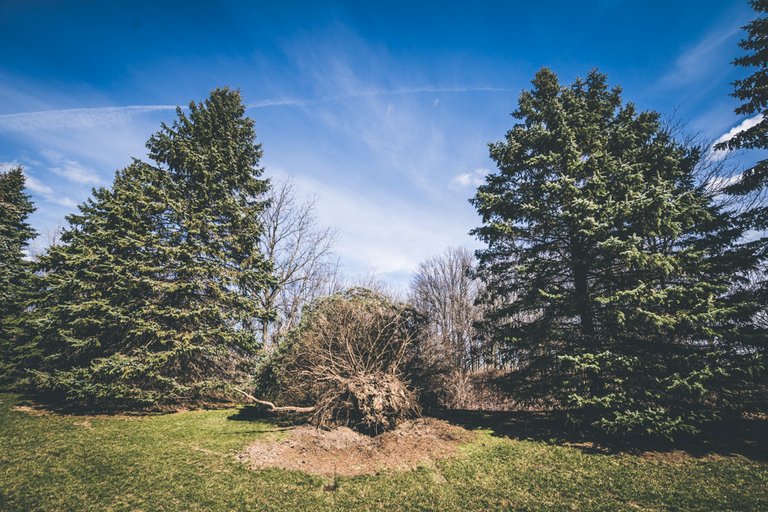 Fallen Pine Tree