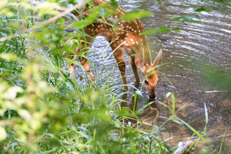 Drinking Fawn