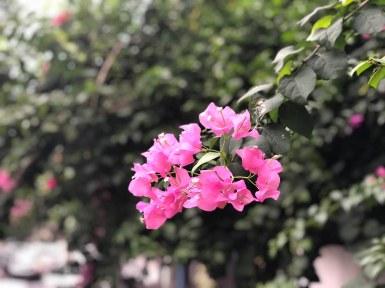 Bougainvilleas I