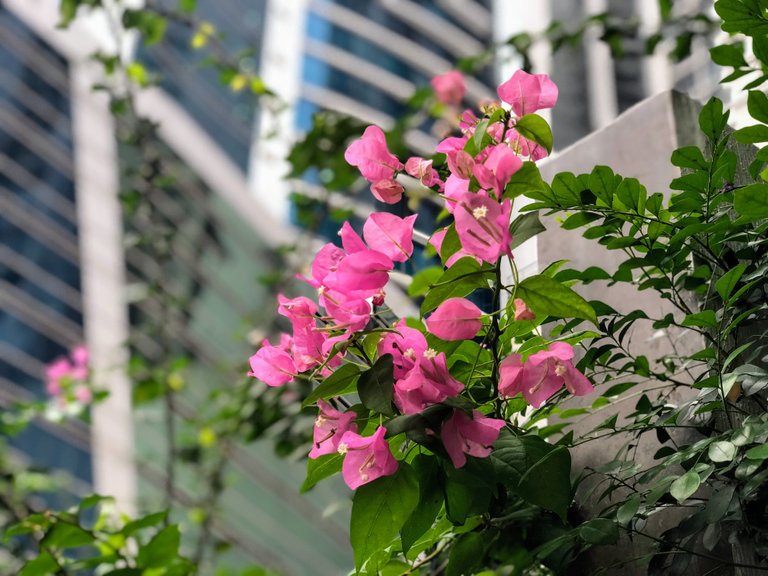 Bougainvilleas infront of buildings