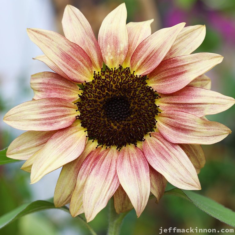 A pretty picture of a sunflower to grab your attention to get a like or reblog.