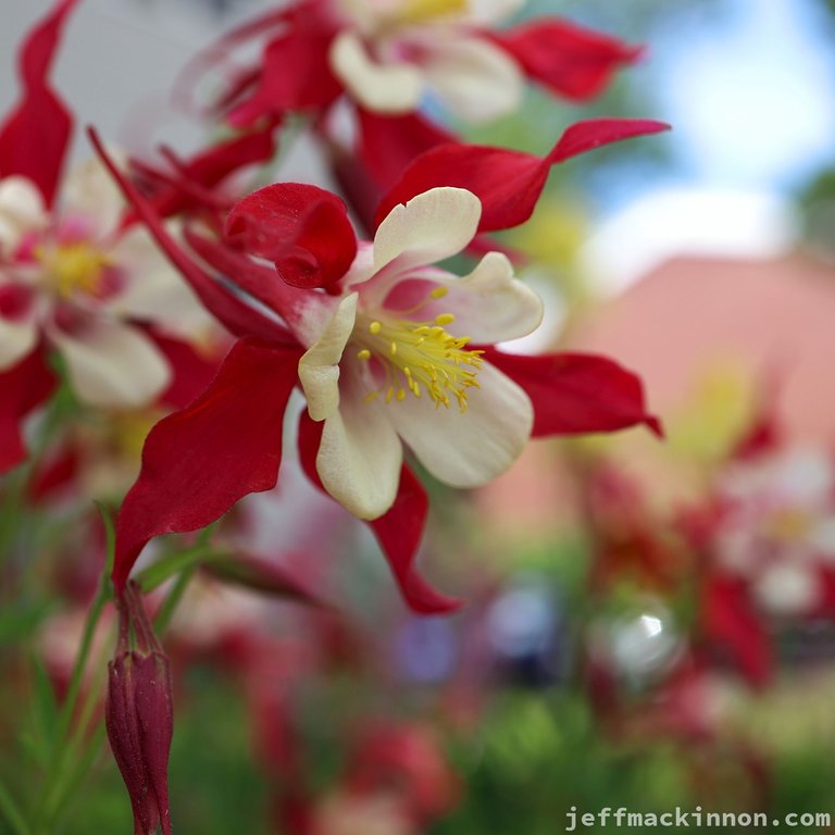 Pretty flower