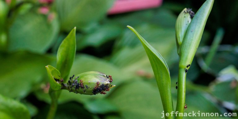 Ants farming aphids