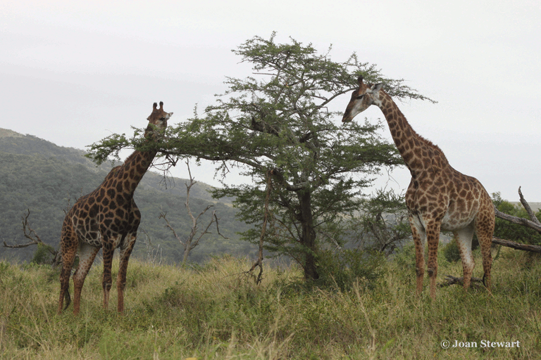 Acacia and Giraffe