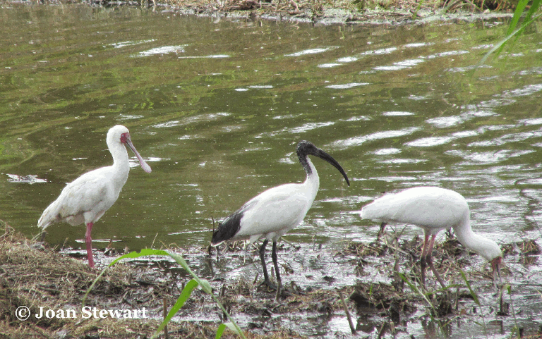 african spoonbill and sacred ibis