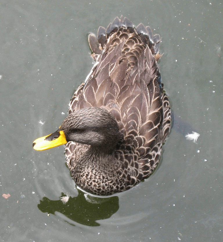 yellow-billed duck