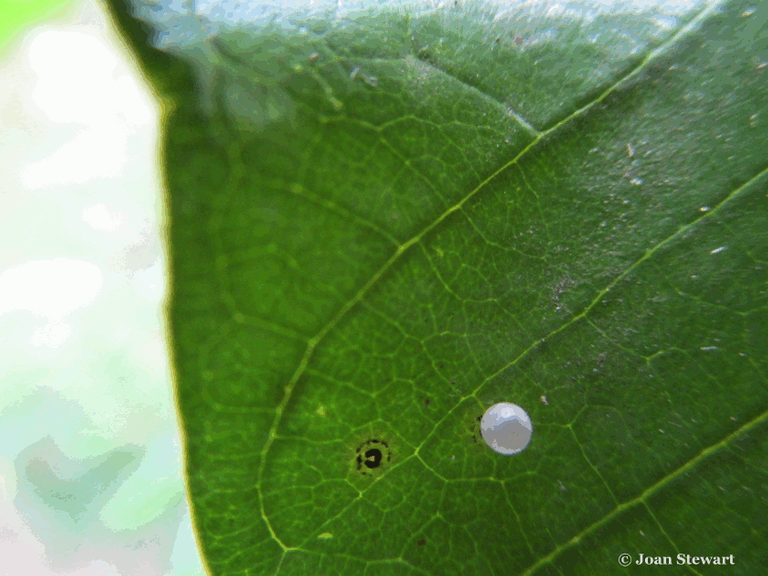 Butterfly Egg