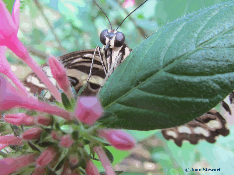 Swallowtail Butterfly South Africa