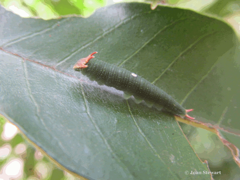 Butterfly Caterpillar