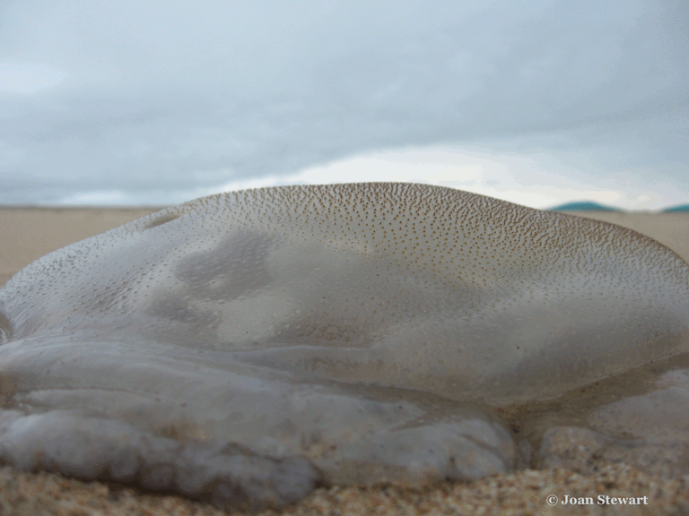 Jelly Fish