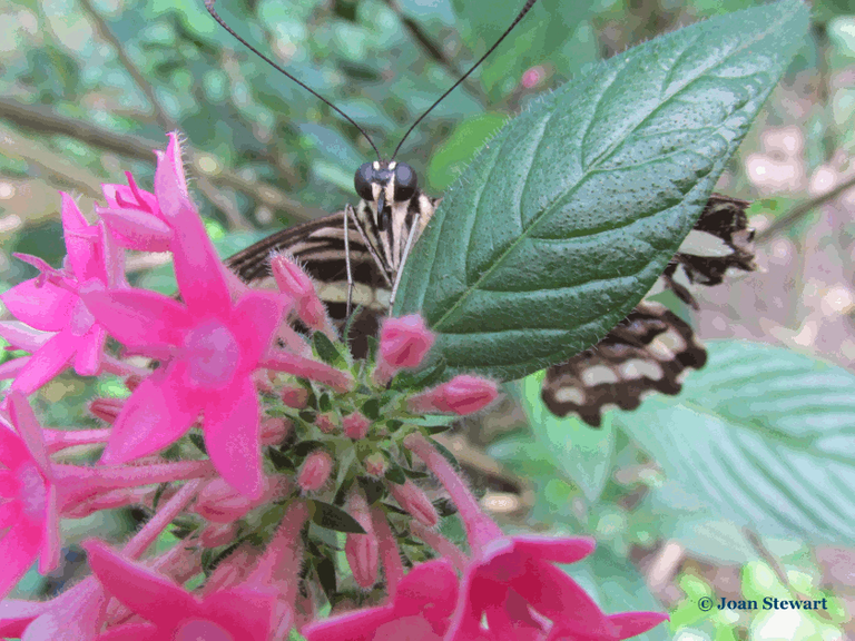 Swallowtail_Butterfly