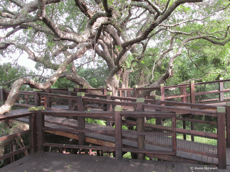 Cape Ash Boardwalk