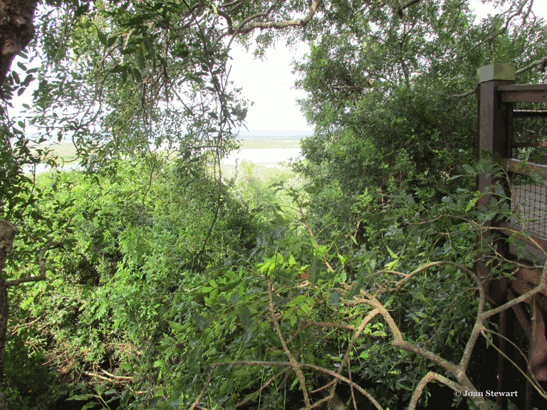 Walk Around the Cape Ash