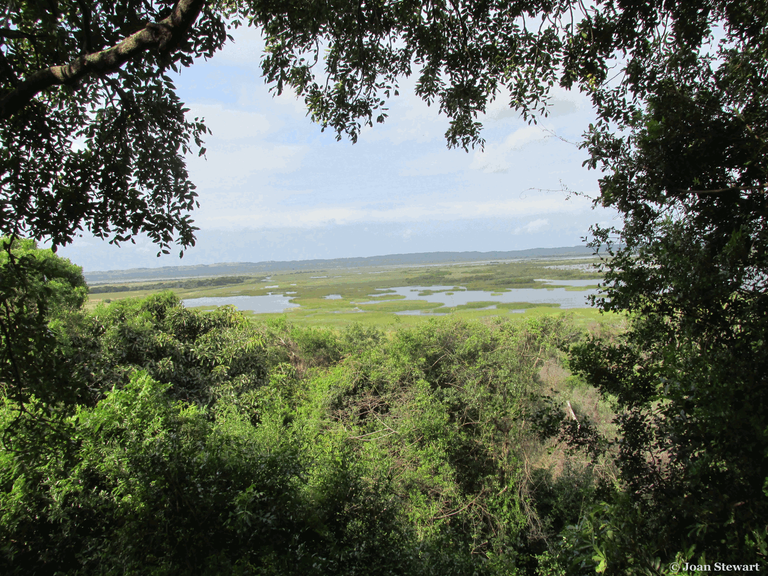 Isimangaliso Wetlands Park Western Bank