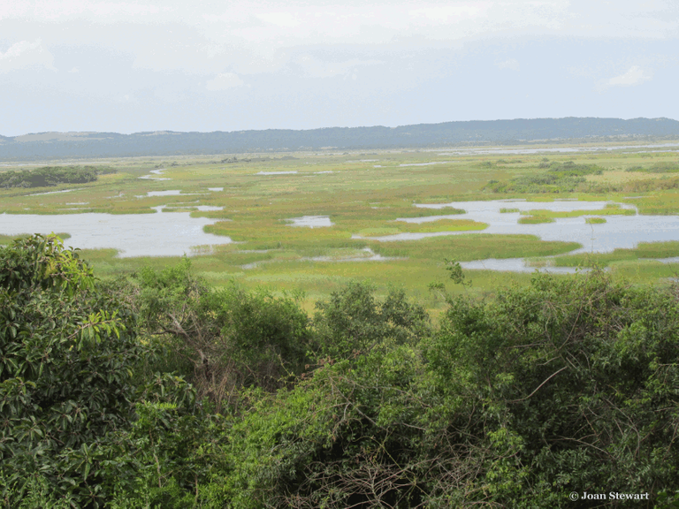 Isimangaliso Wetlands Park - Cape Ash Tree