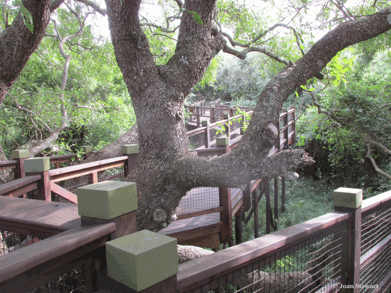 Aerial Boardwalk Isimangaliso