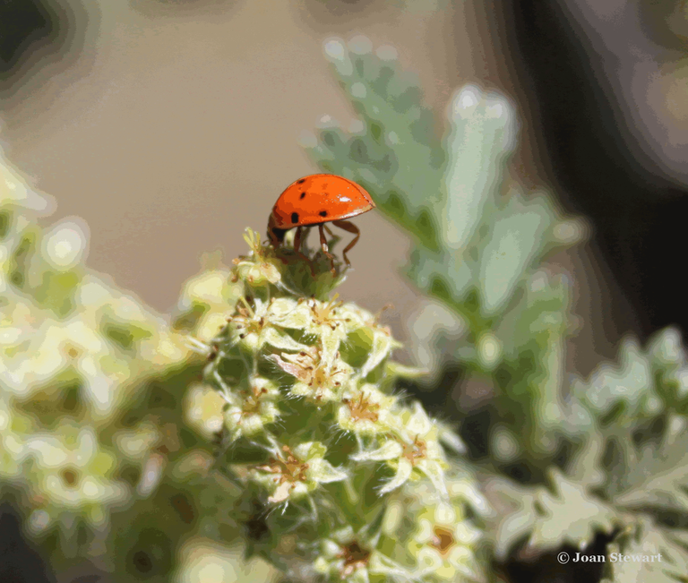 Ladybird Beetle