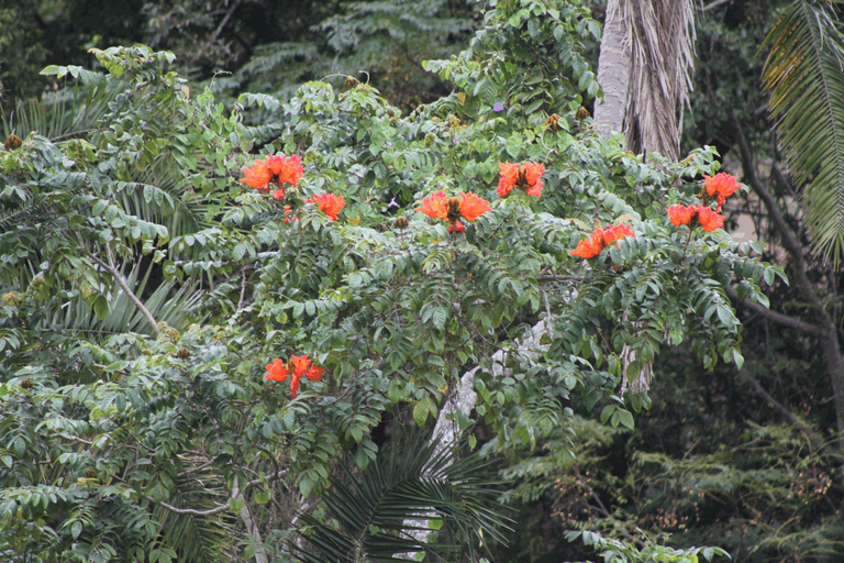 Trees flowering