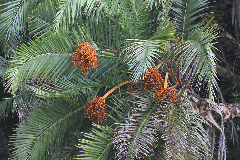 Palm tree laden in fruit