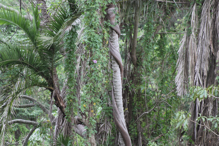 Tree vines