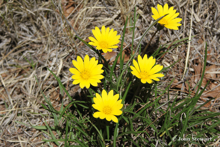 Yellow Daisies