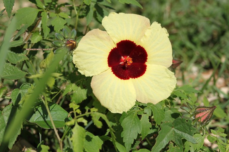 Yellow Veld Flower