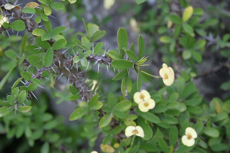 Christ Thorn Yellow Flower