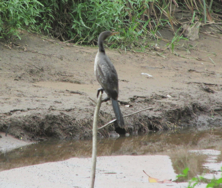 african darter