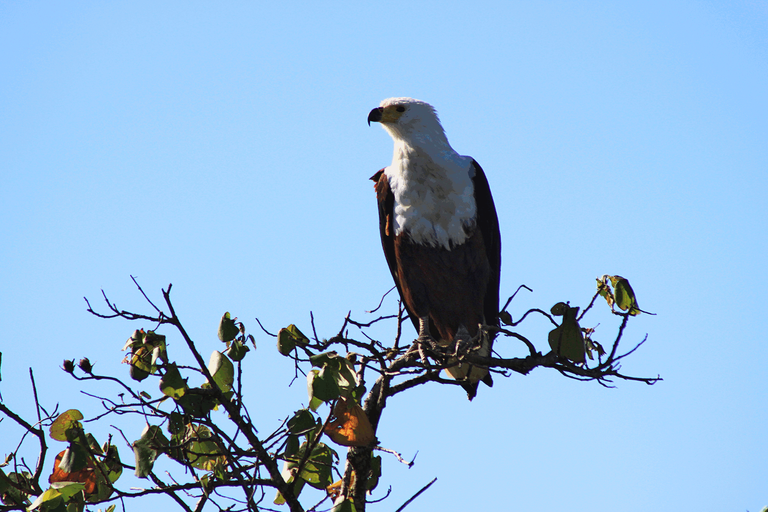 African Fish Eagle