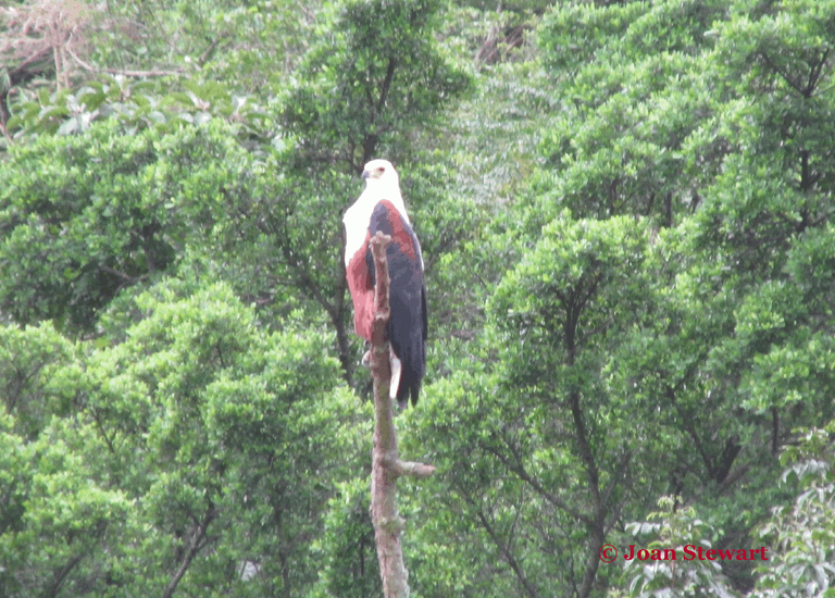 African Fish Eagle