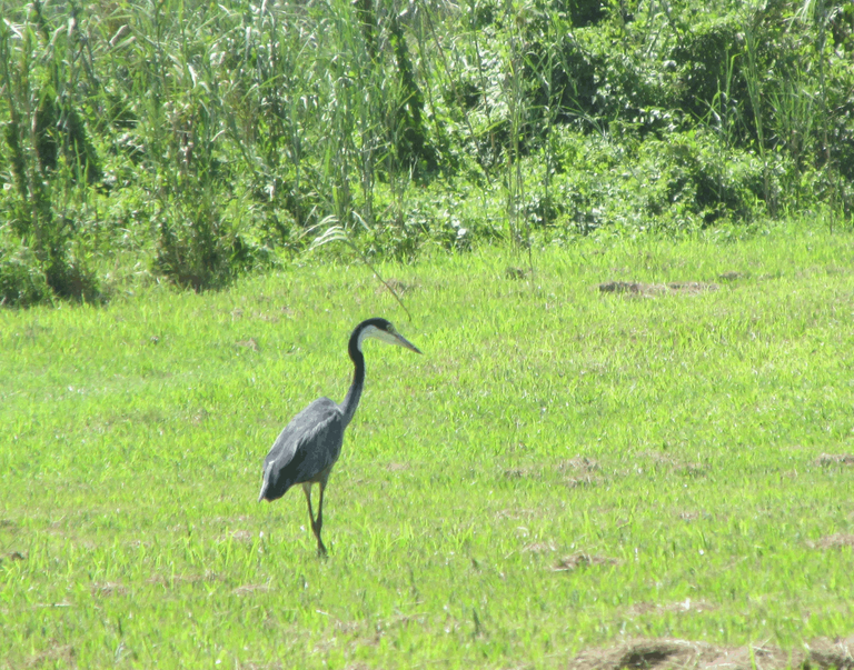 black-headed heron