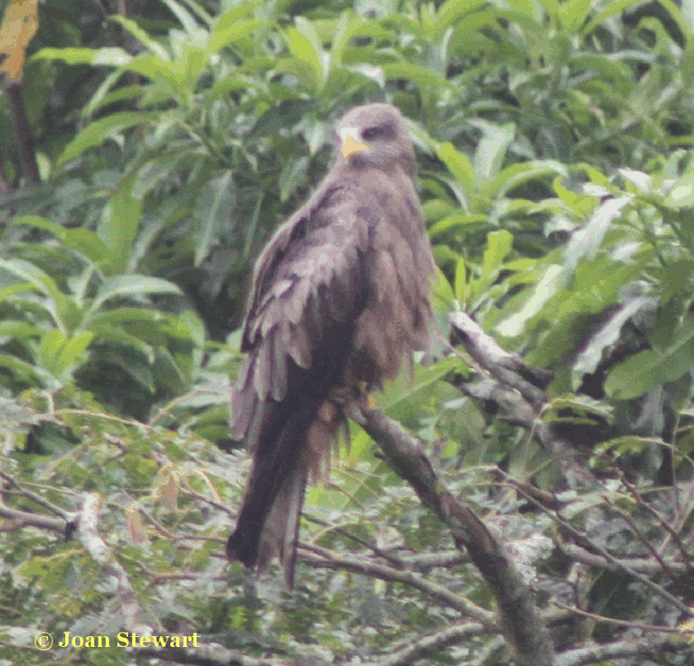 black kite