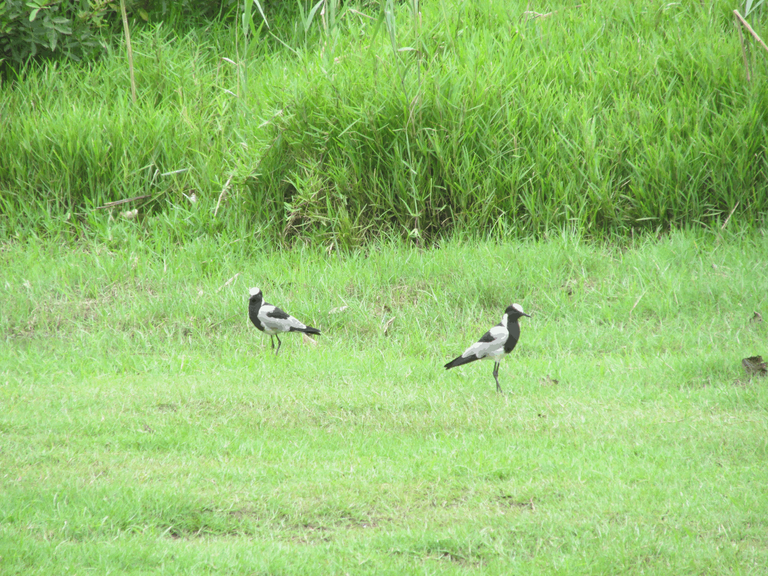 blacksmith lapwing